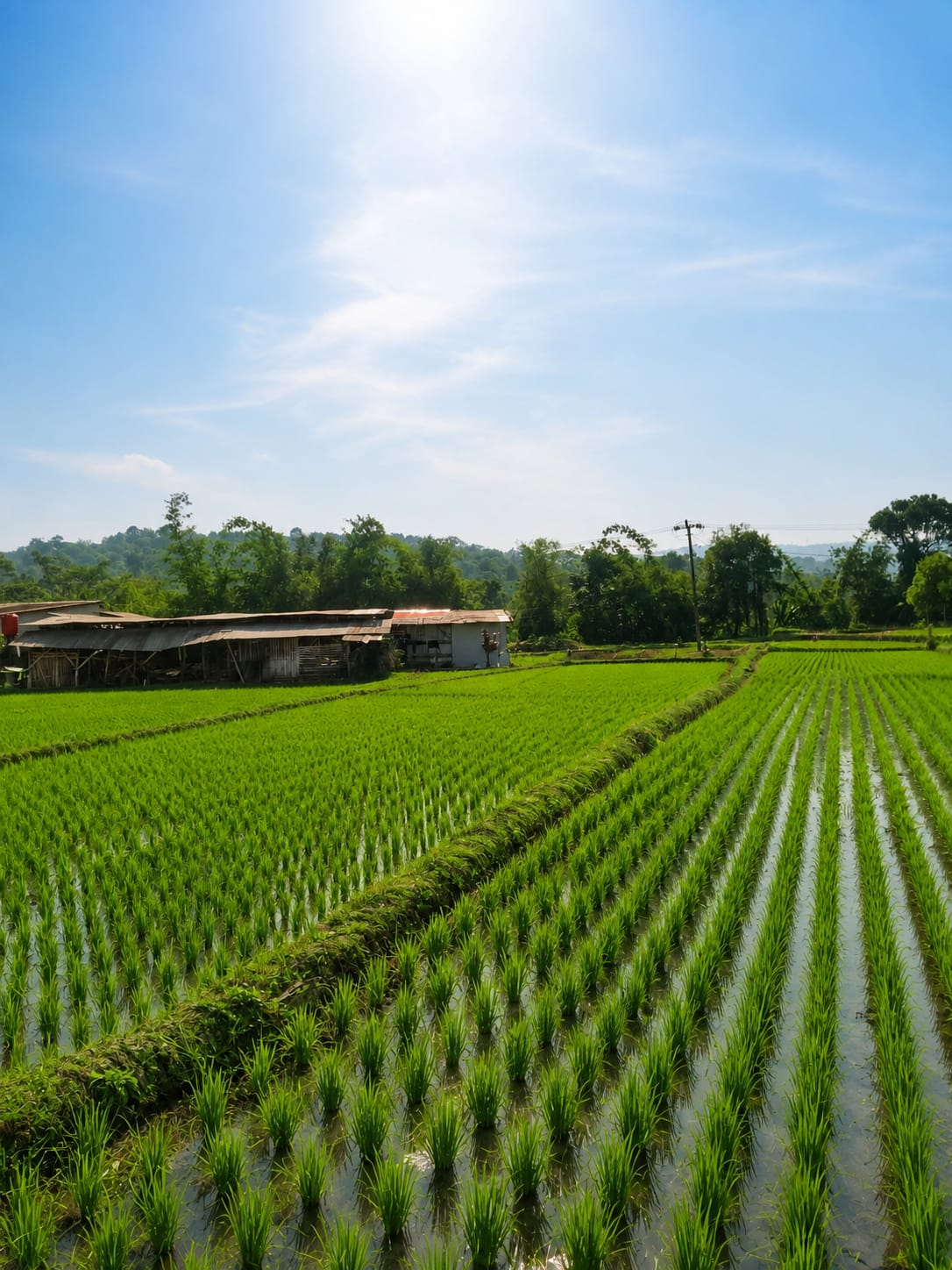Sawah di Simpang 1