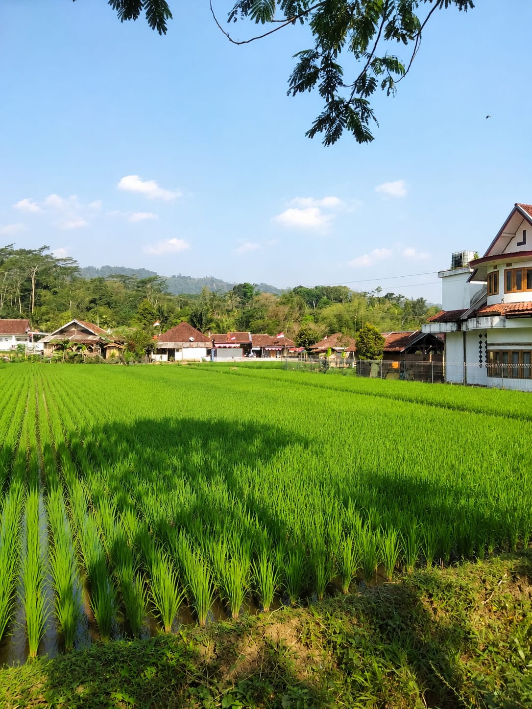 Sawah di Simpang 2